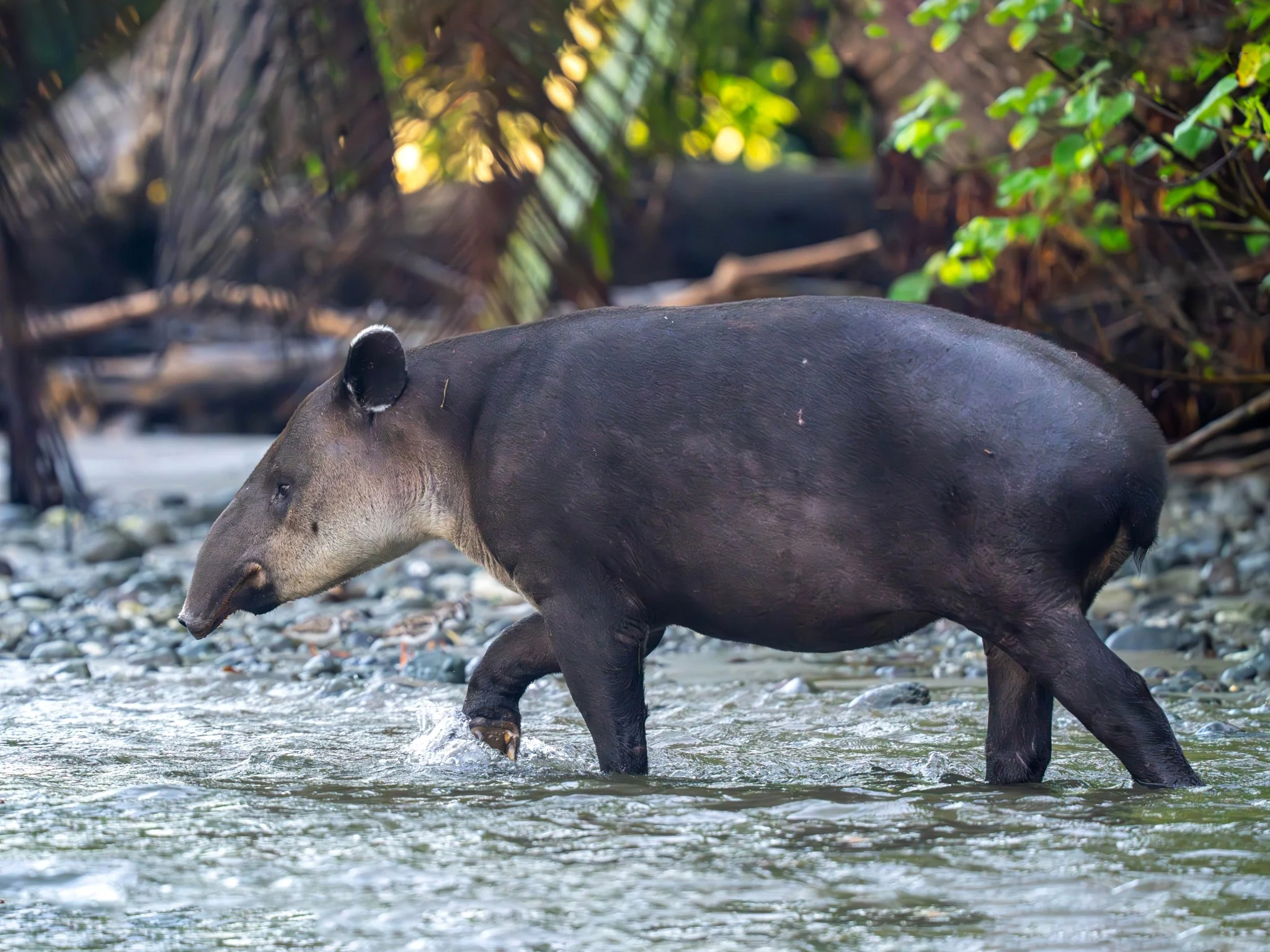 Baird se tapir