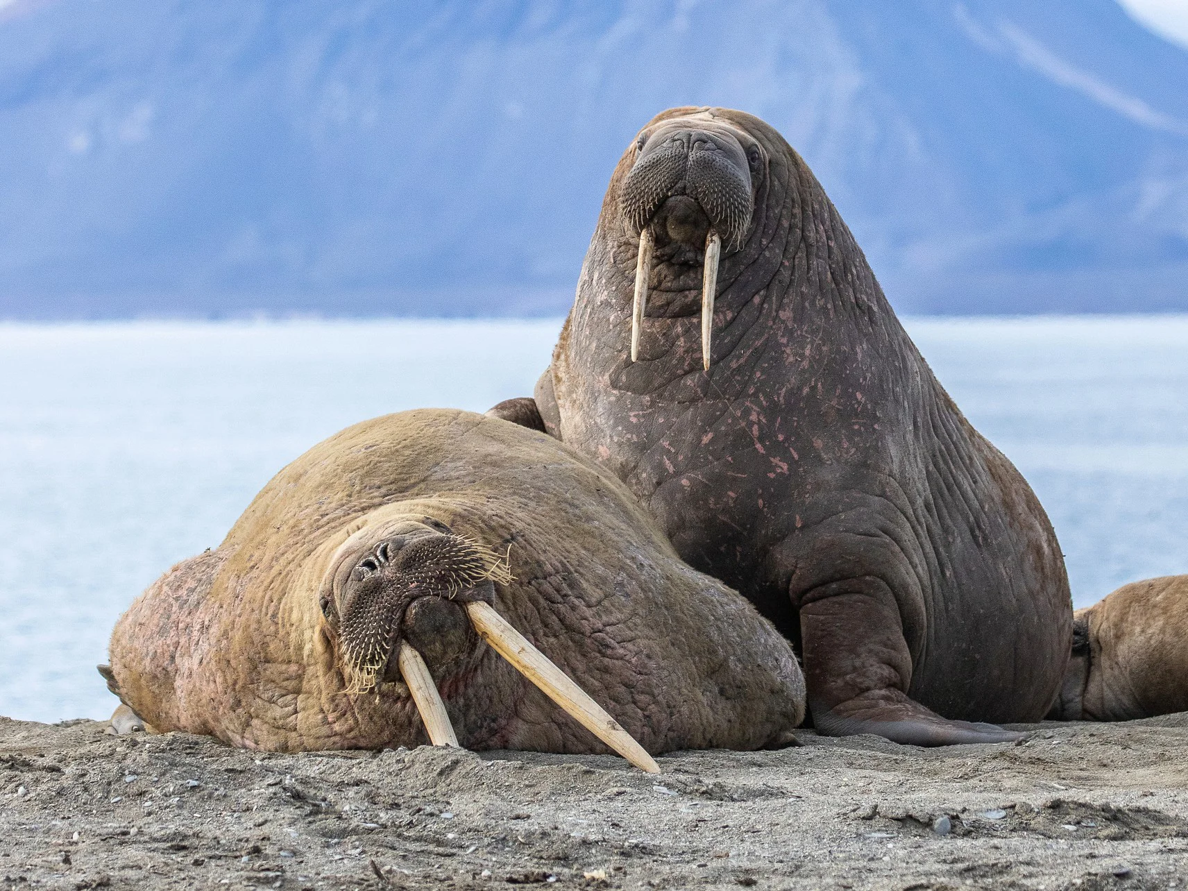 Walrus (Rosmarus)