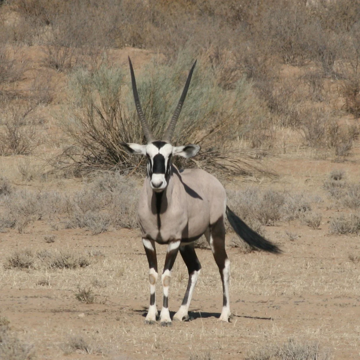Gemsbok (Oryx)
