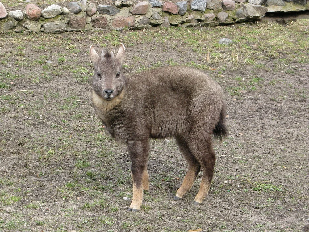 Rooibok (Rooibokram)