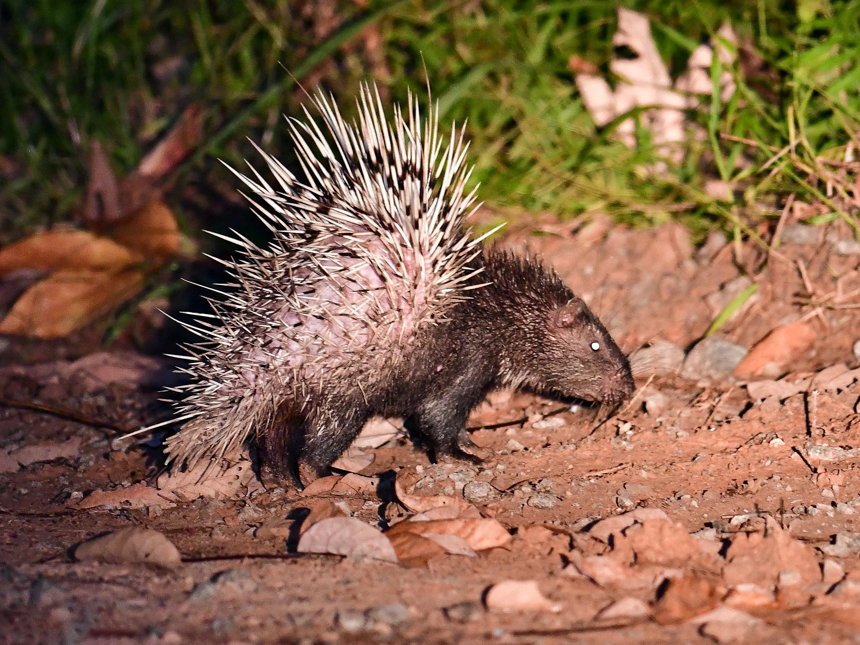 Stekelvark (Indiese stekelvark)