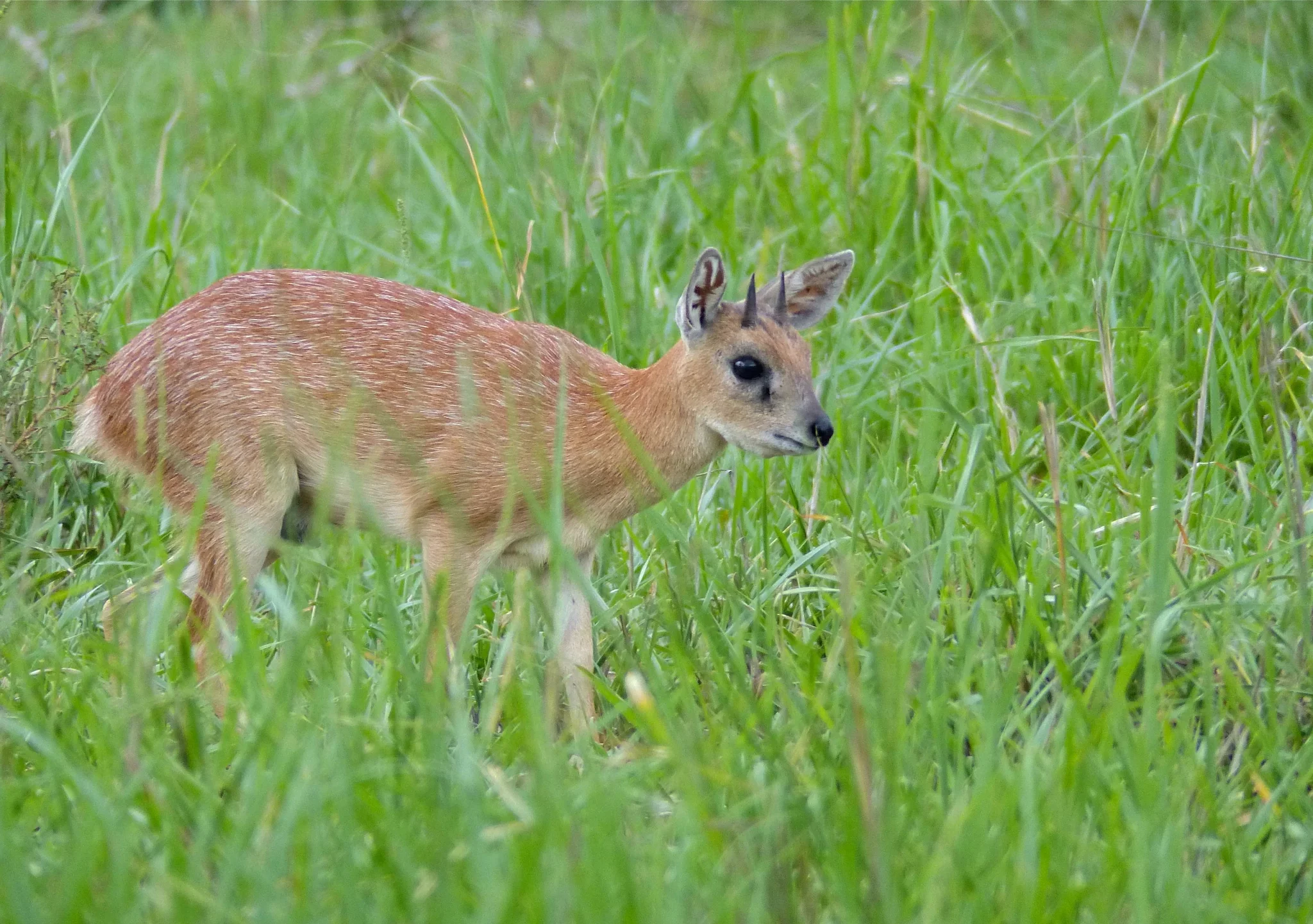 Sharpe se rietbok (Klein rietbok)