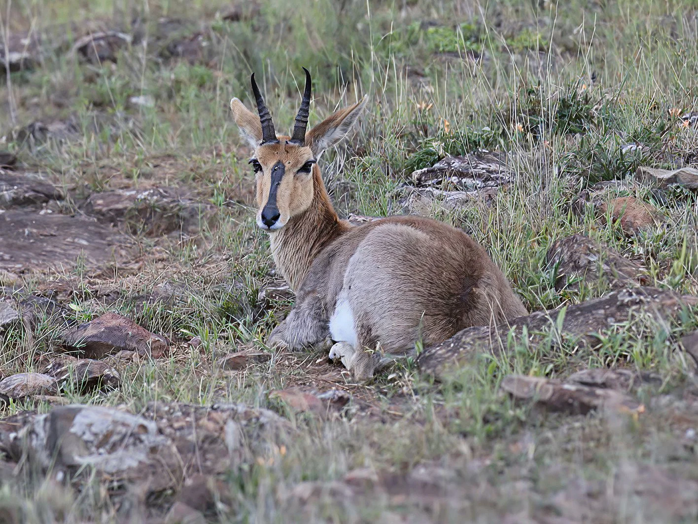 Rooibok (Vaalpensrooibok)