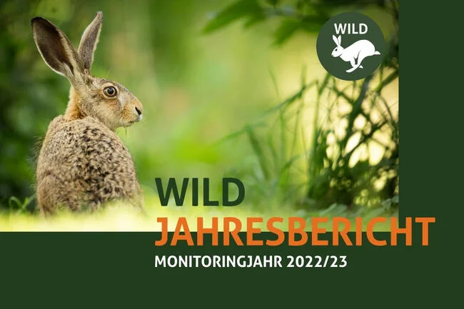 Der neue WILD-Jahresbericht 2023 dokumentiert das bundesweite Monitoring von 13 Wildtierarten auf 37 Prozent der Jagdbezirksfläche.