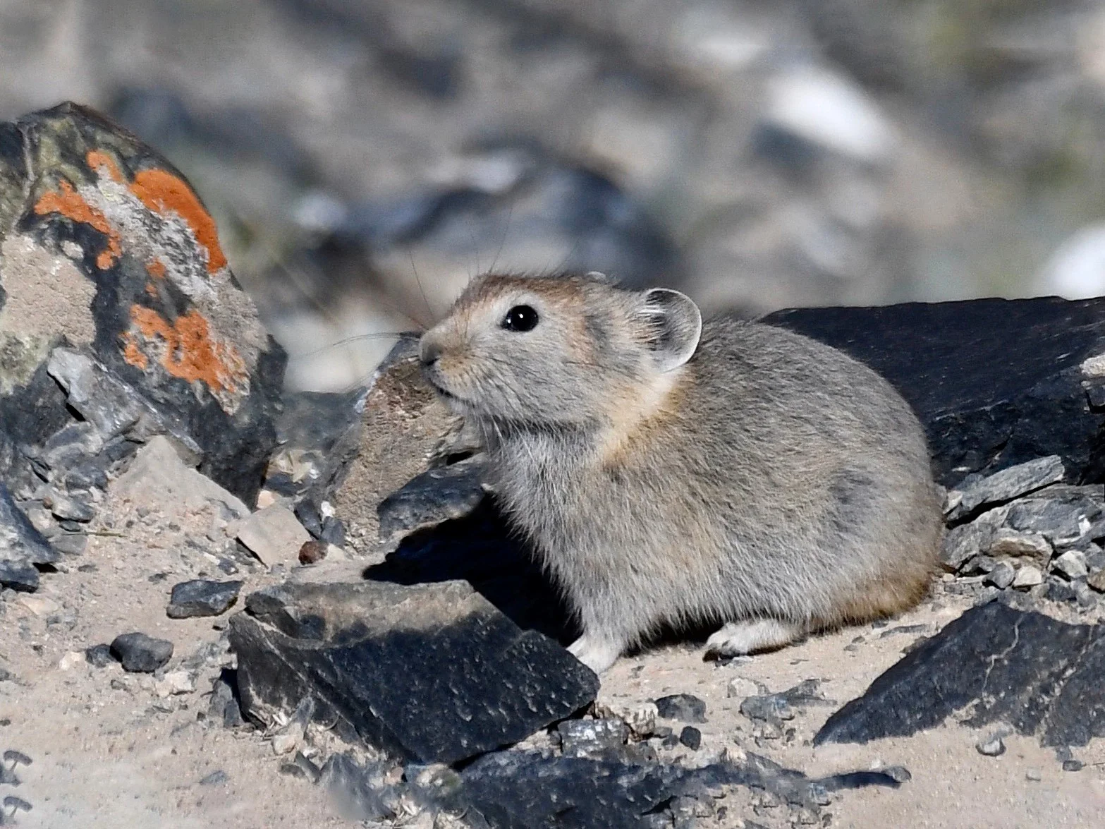 Dauriese pika