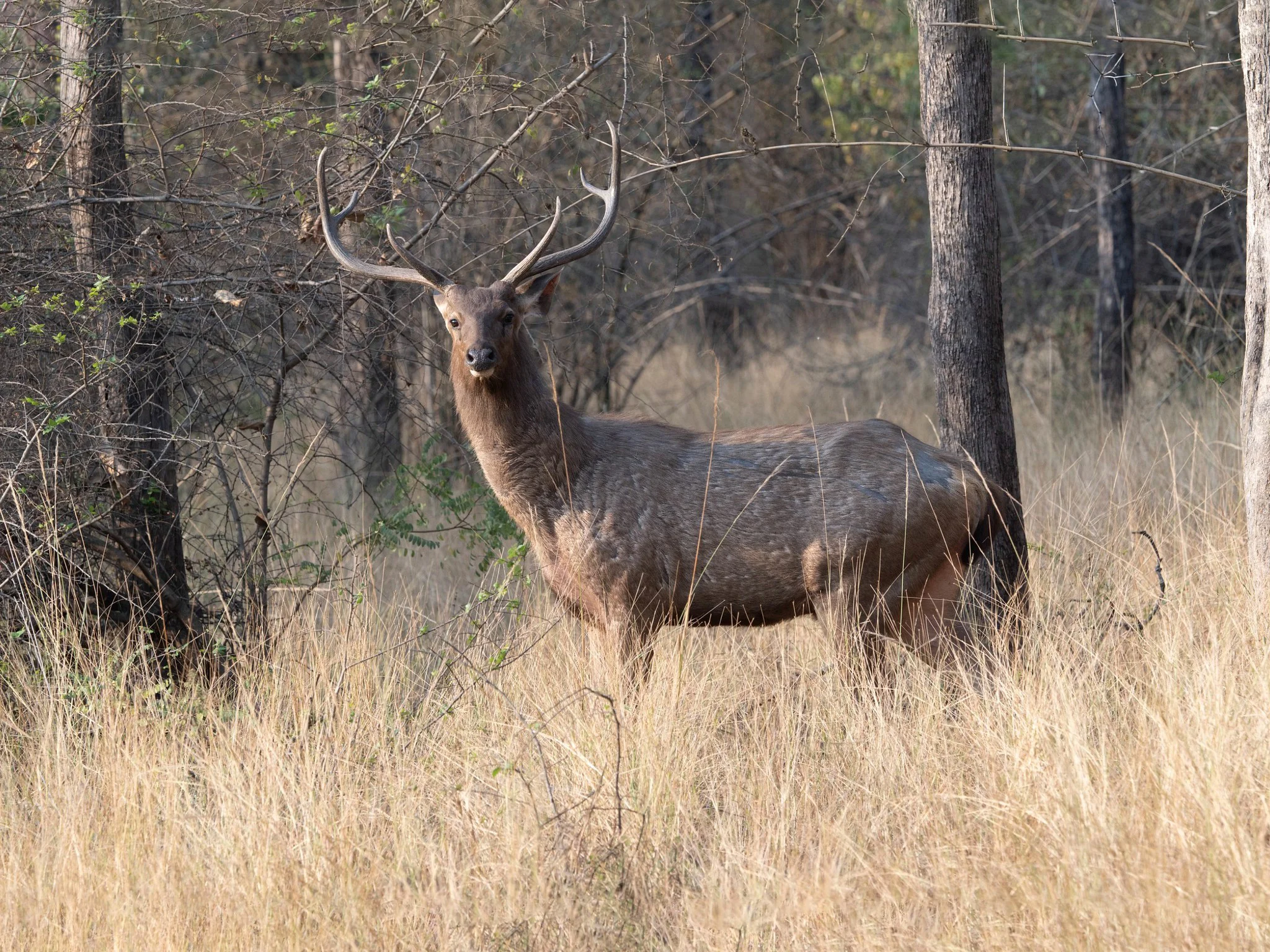 Sambhur (Samber)