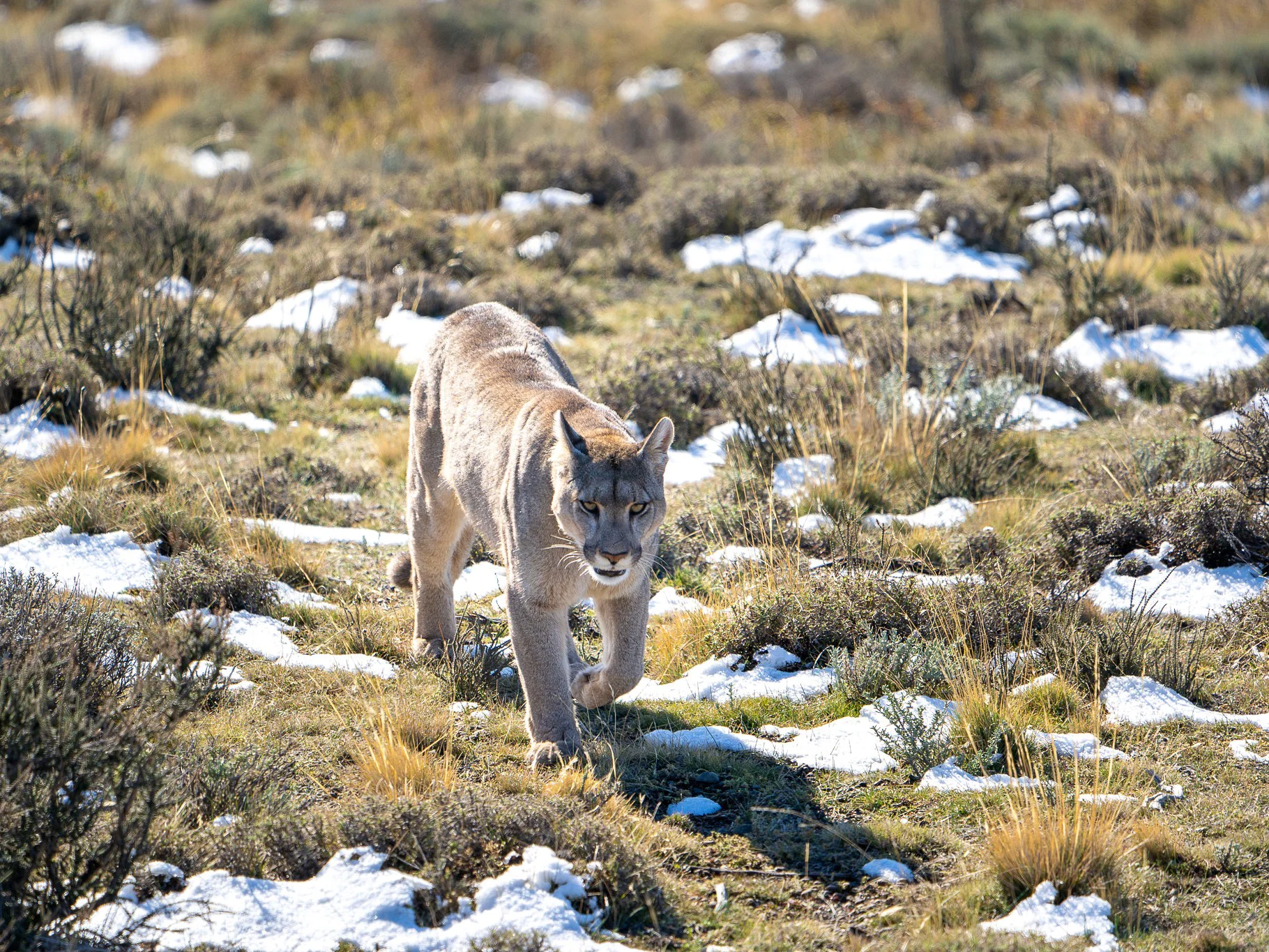 Puma (Bergleeu)
