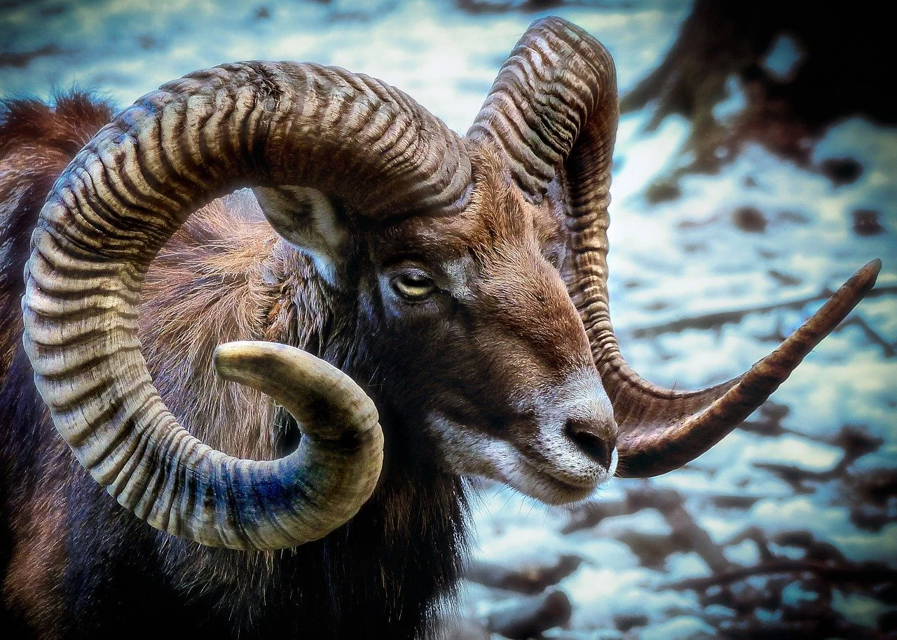 Die Jagd im Raum Kitzbühel: Details, Topographie, Aktivitäten, Wildtierpopulationen, Jagdmethoden, Zeiträume, Rahmenbedingungen, Gruppen, Bräuche Die Jagd im Raum Kitzbühel: Details, Topographie, Aktivitäten, Wildtierpopulationen, Jagdmethoden, Zeiträume, Rahmenbedingungen, Gruppen, Bräuche