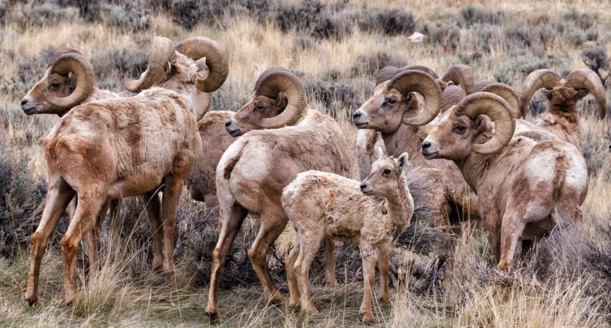 Bighornskap (Kanadese skaap)