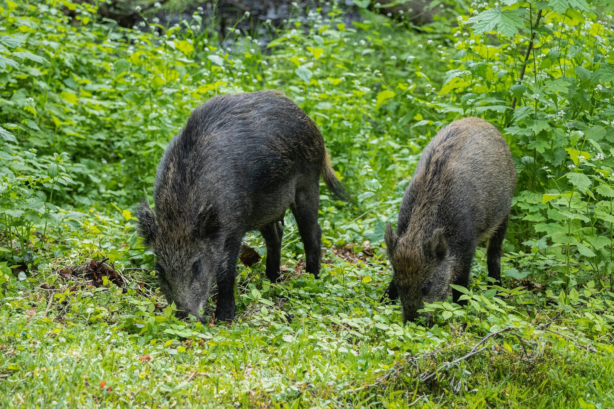 Schwarzwild 2026: Fakten, Jagd und ASP-Gefahr im Überblick
