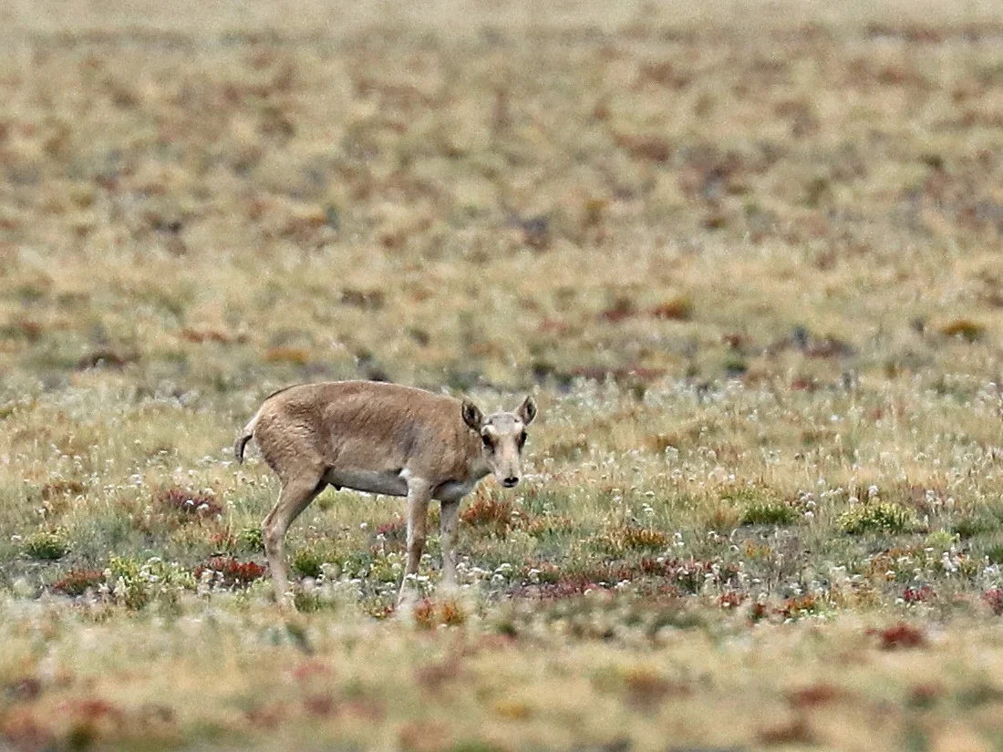 Saiga (Mongoliese saiga)