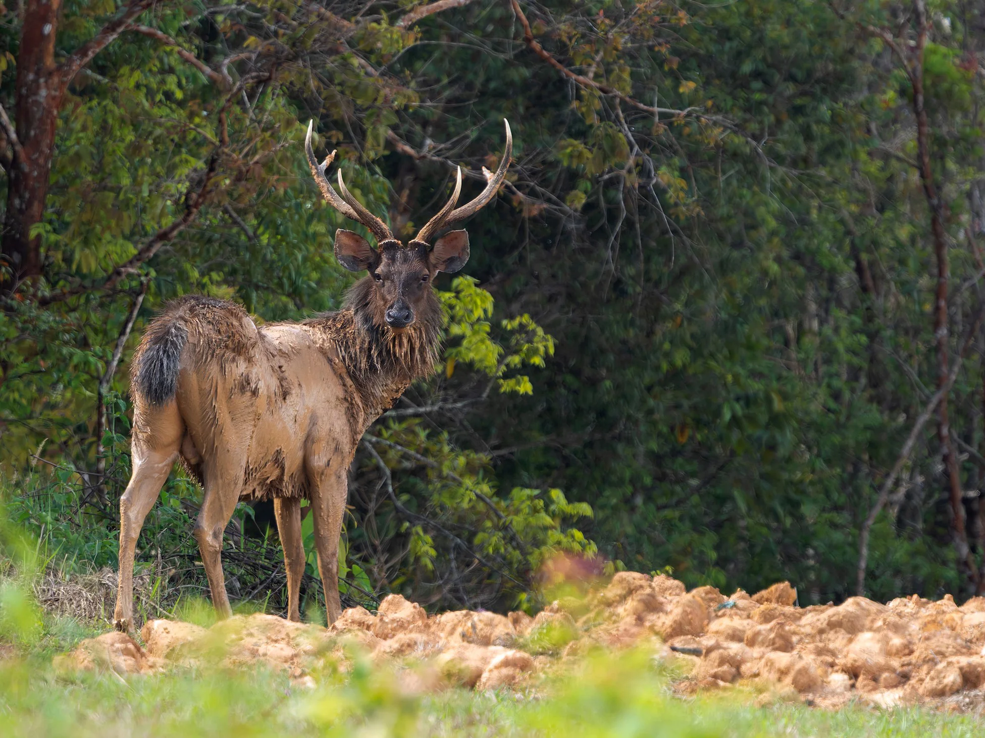 Kambodjaanse sambar (Kambodjaanse rusa)