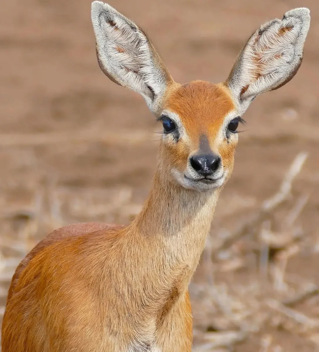 Vaalkuil (Klipspringer)