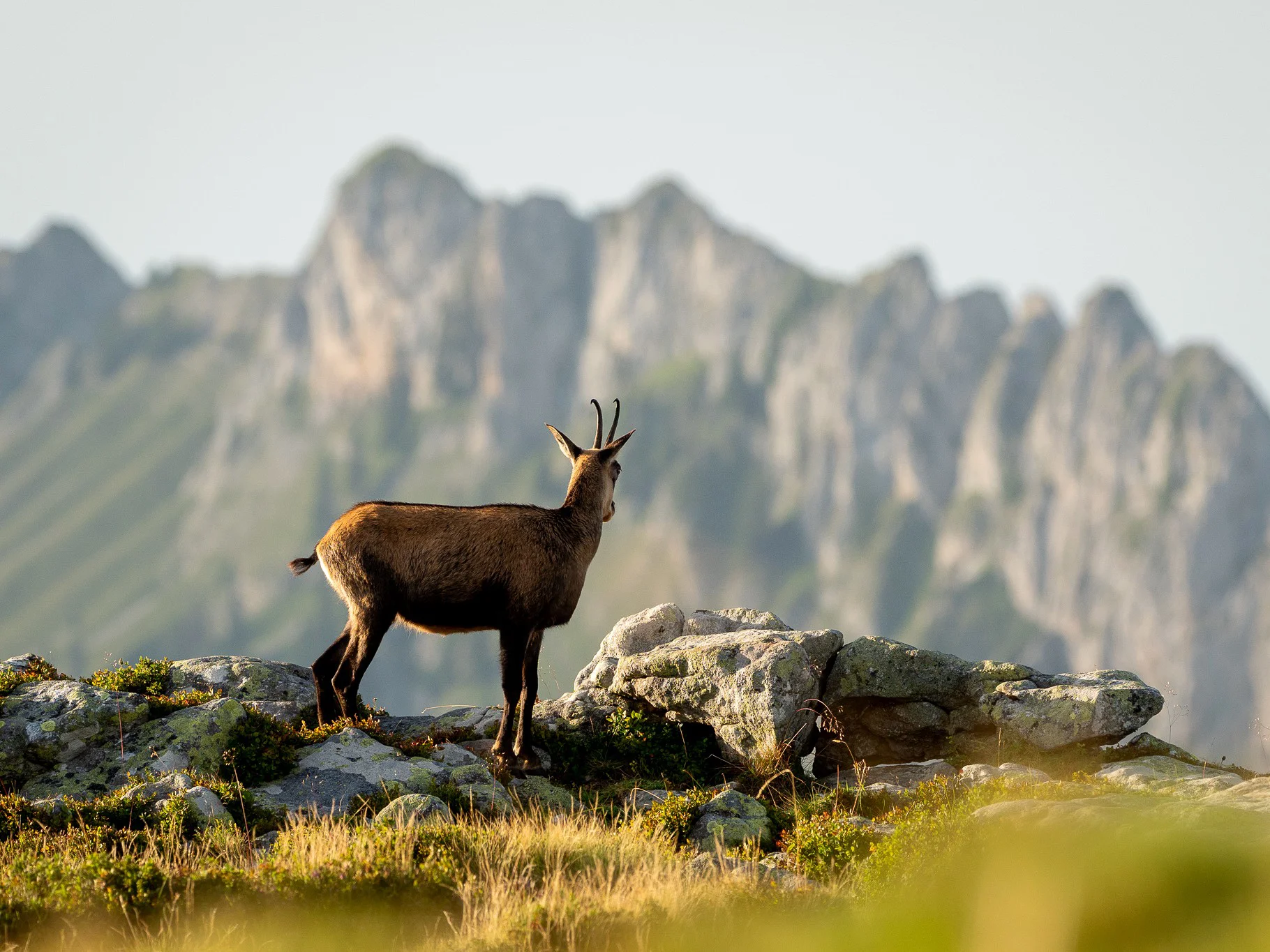 Gemsbok (Reebok)