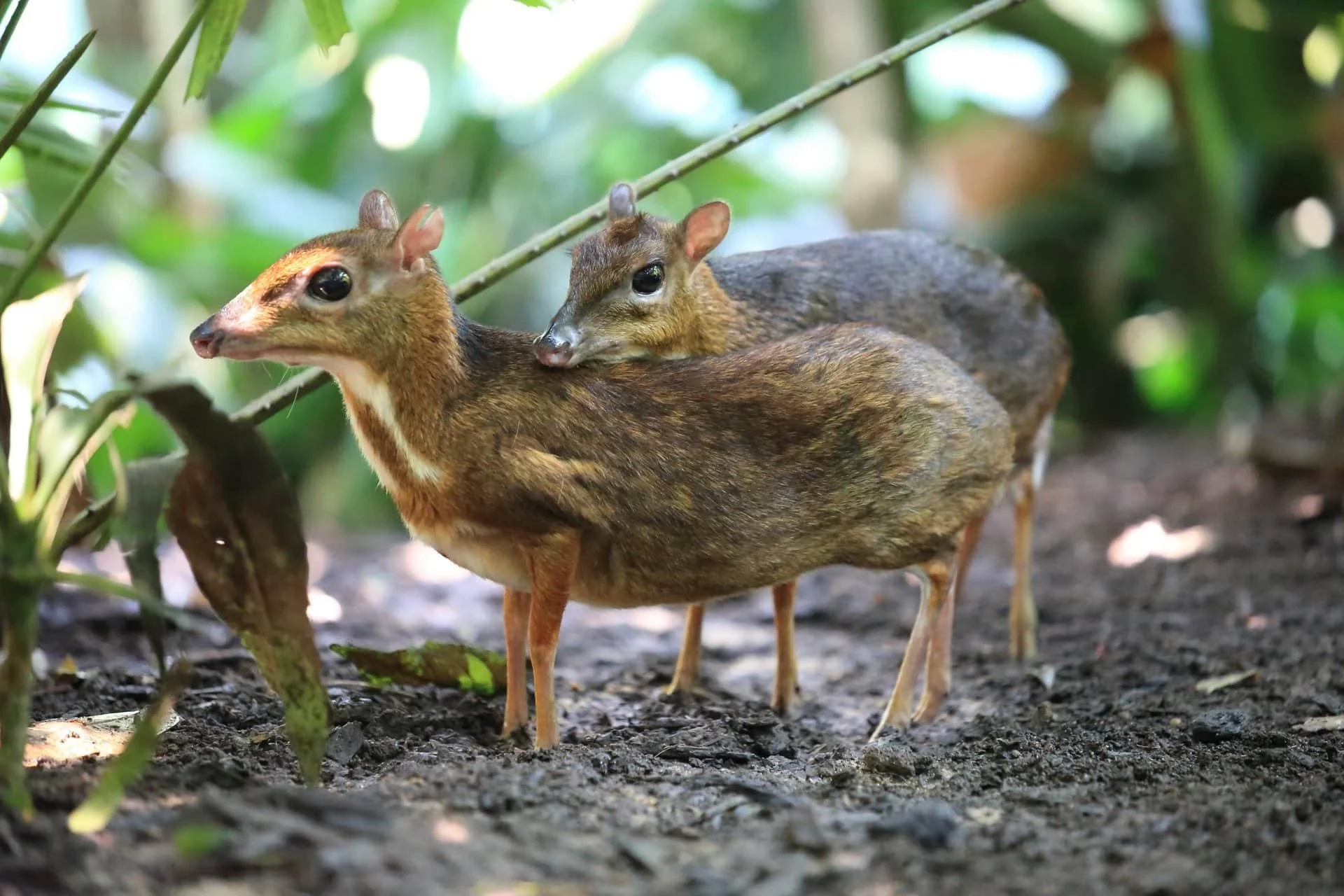 Kleinkantsbok (Kanchil)