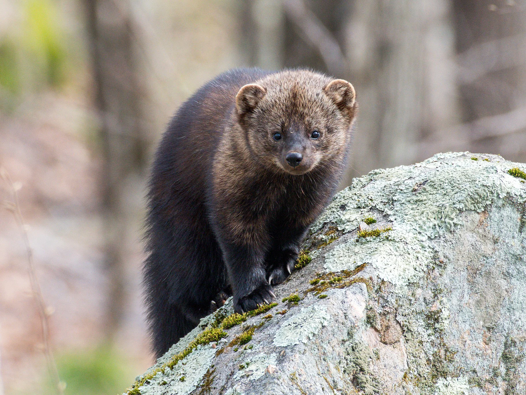 Fisemartens (Pennant se martens)