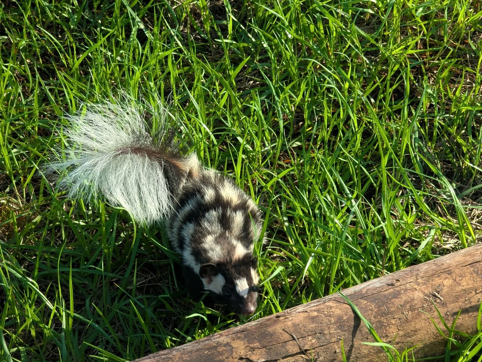 Stinkdas (Wildekat)