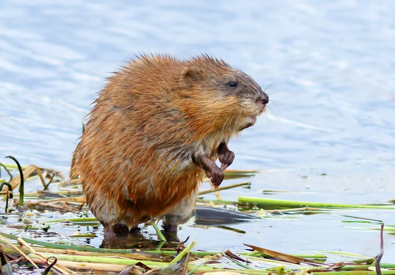 Moerassewer (Amerikaanse moerassewer)