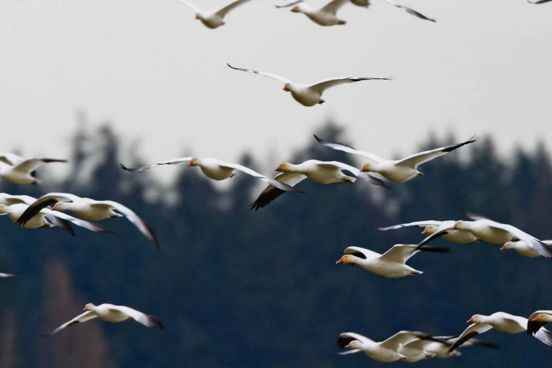 Quebec Hunter Fined $20,000, Receives 6-Year Ban for Snow Goose Violations 