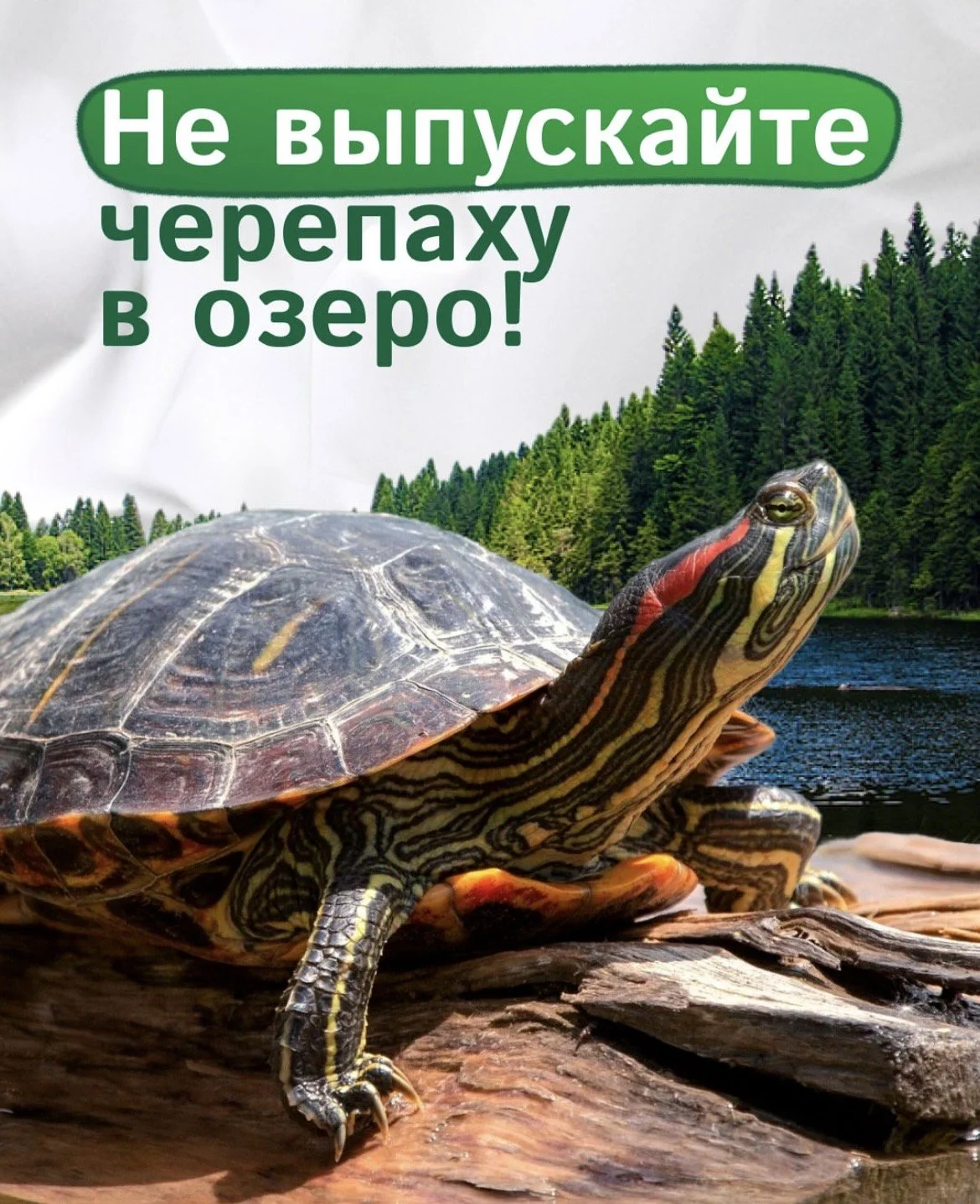 Красноухие черепахи в Беларуси: экзотика, ставшая угрозой