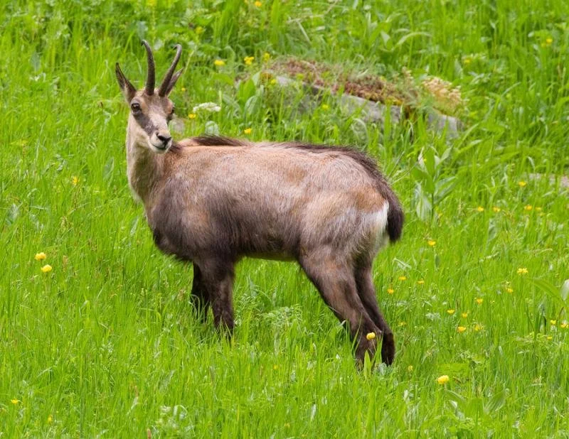 Kaukasiese gemsbok (Asiatiese gemsbok)