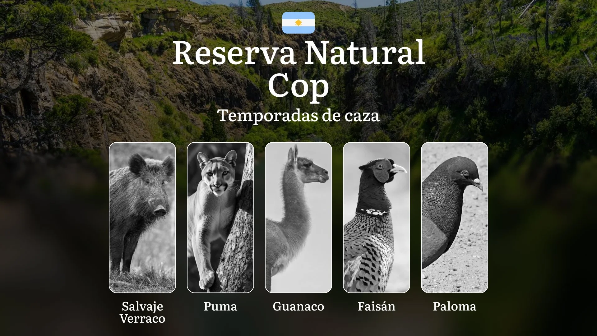 Argentina: la Reserva Natural Cop y sus particularidades, normas generales y temporadas, una licencia de caza, horario, ubicación, equipamiento y tácticas