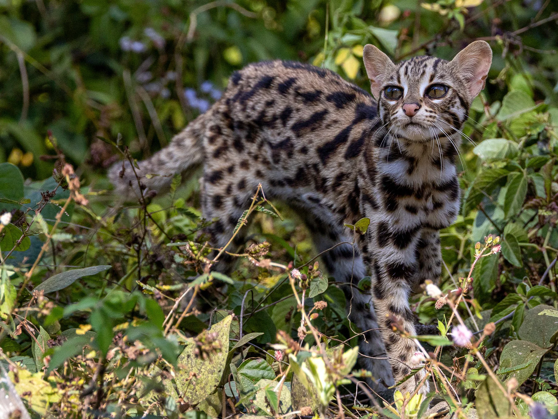 Bengaalse kat (Luiperdkat)