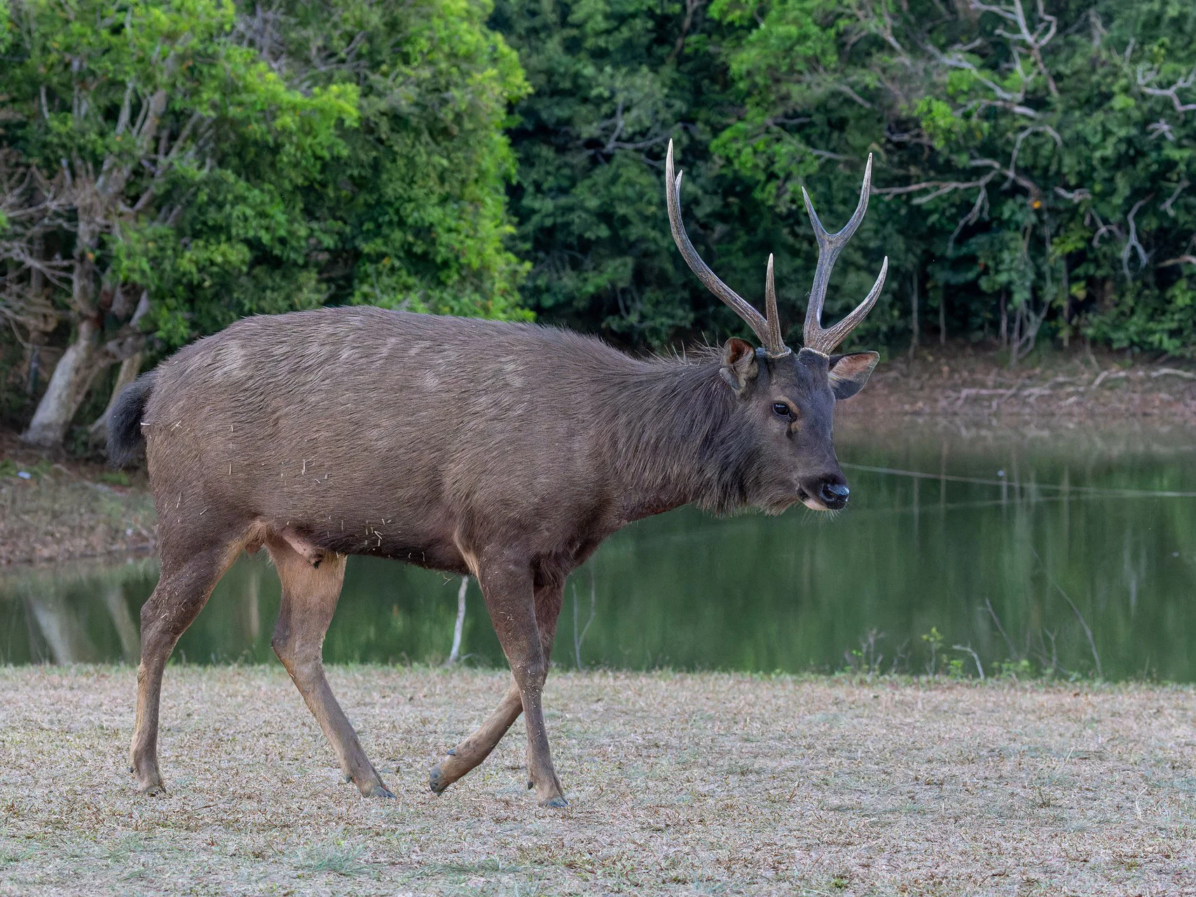 Kambodjaanse sambar (Kambodjaanse rusa)