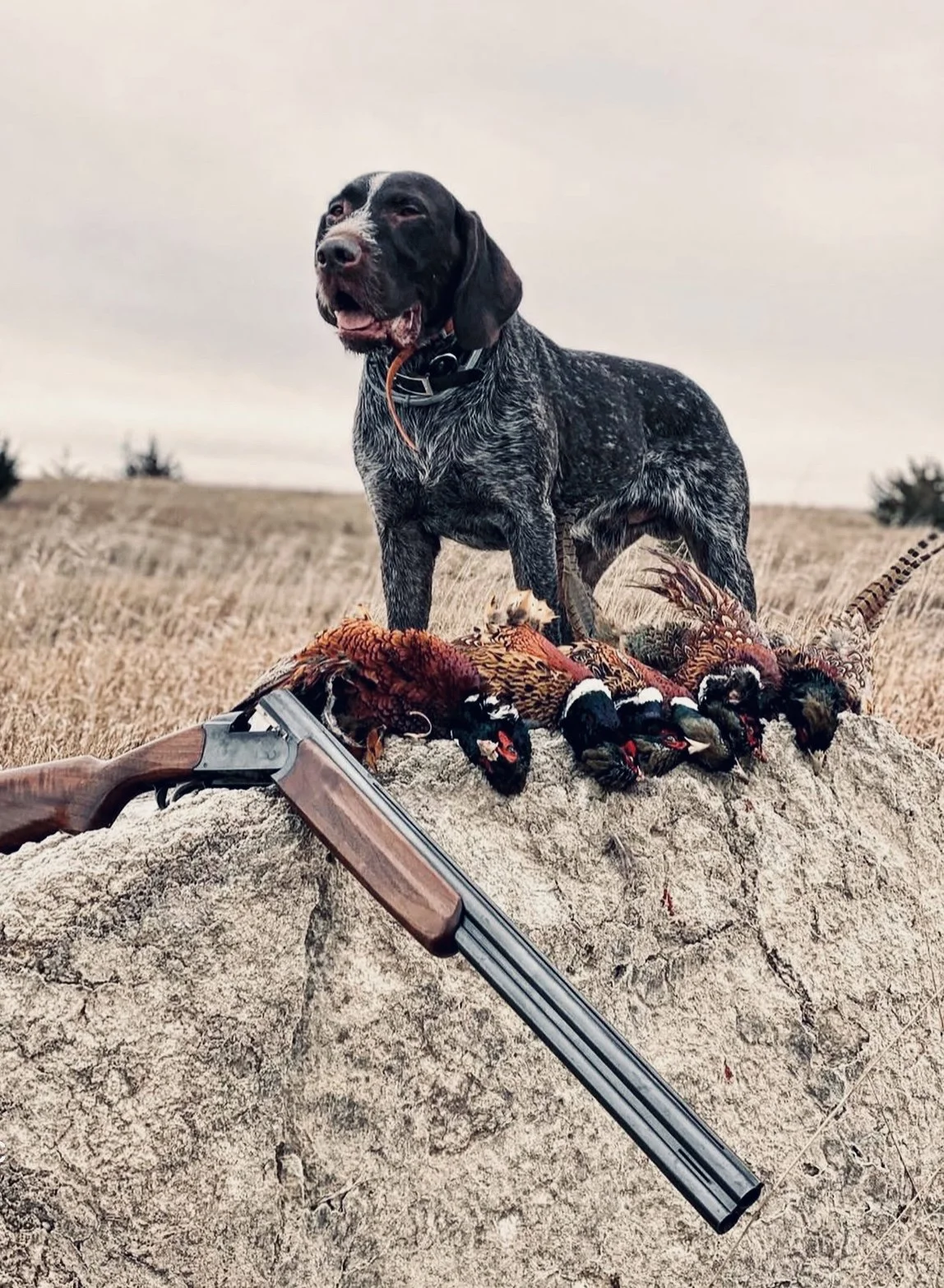 The German Wirehaired Pointer: A Hunter's Rugged and Reliable Companion