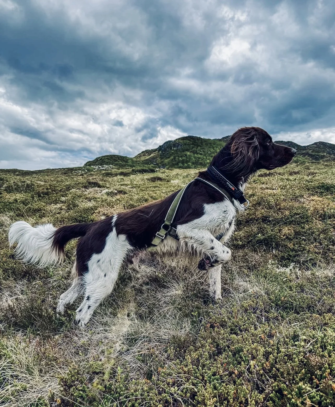 Small Münsterländer Hunting Dog: History, Training, Cost, Care & Field Performance.