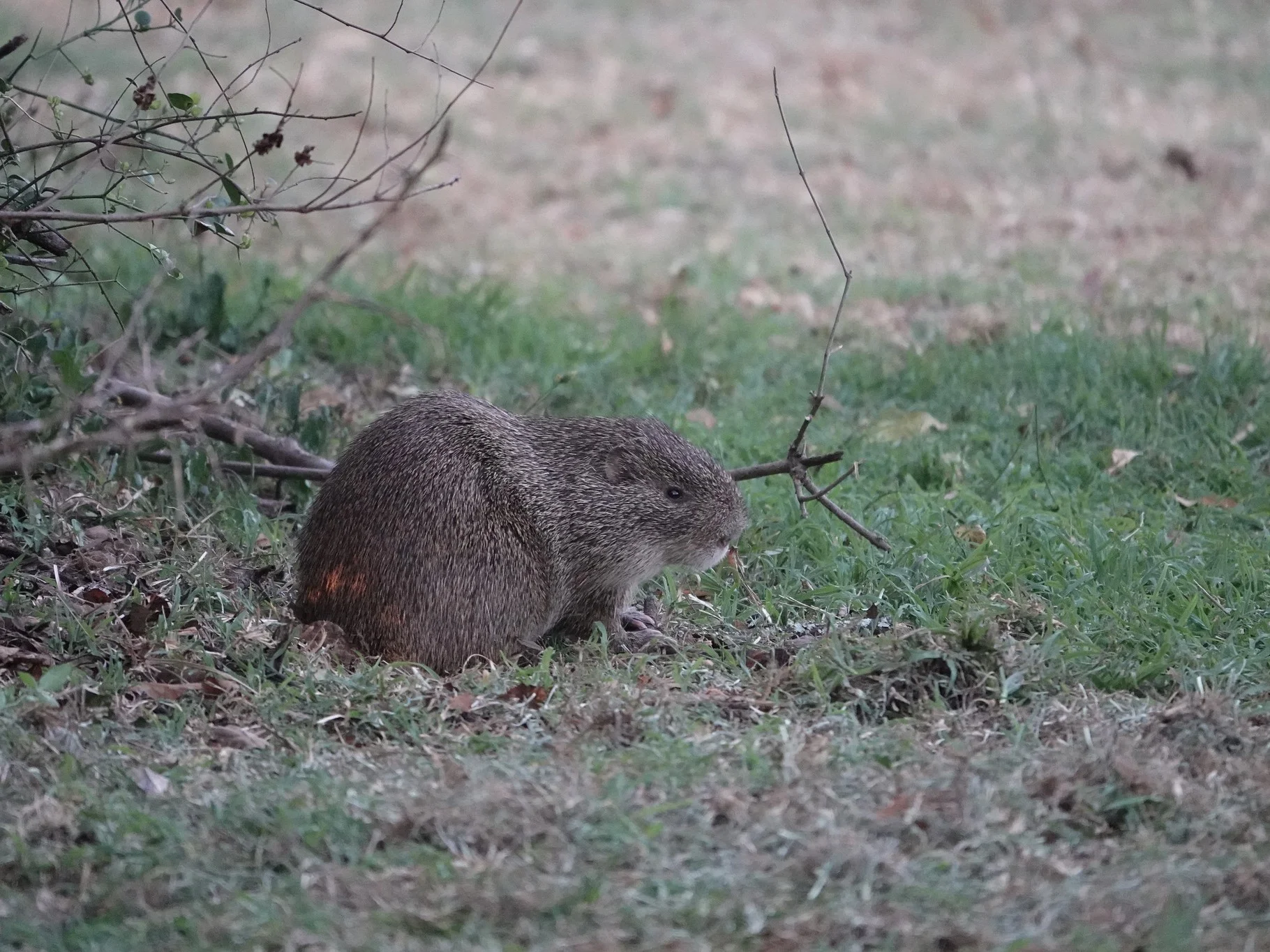 Grasrot (Swinderiaanse grasrot)