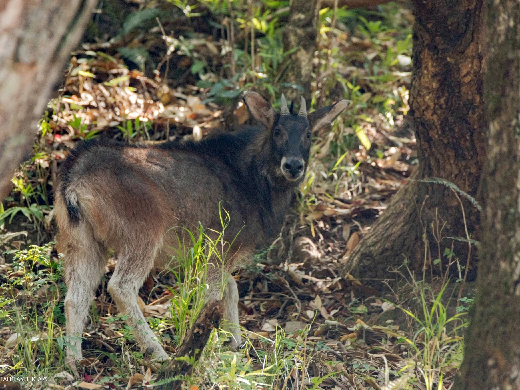 Himalajase takin (Takin)