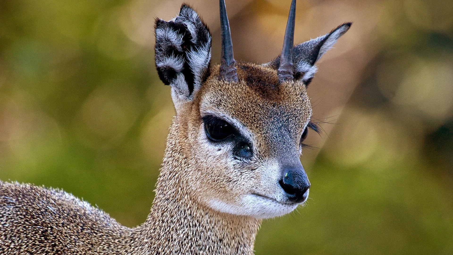 Klipspringer (Klipspringbok)