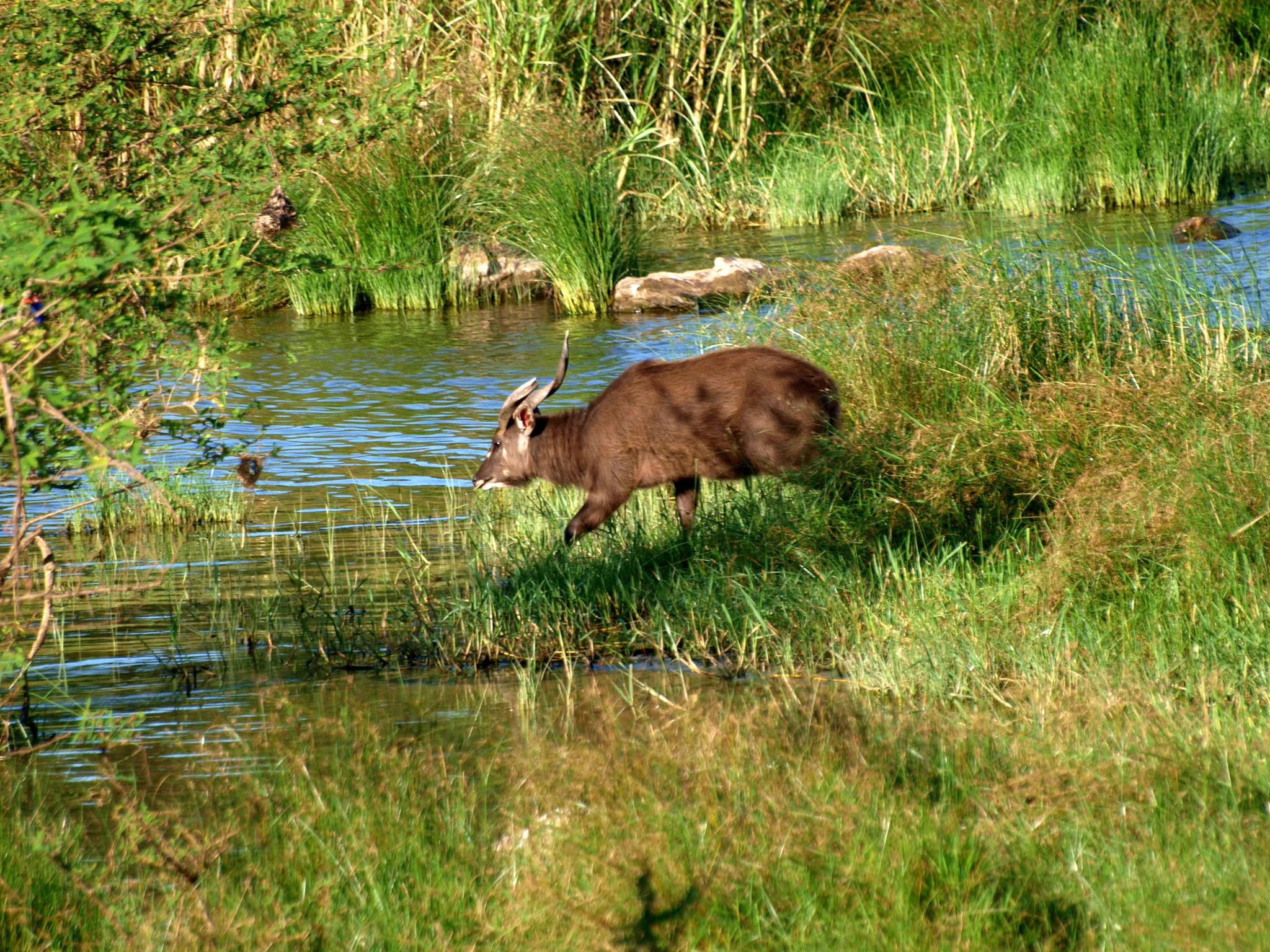 Sitatunga (Speke se sitatunga)