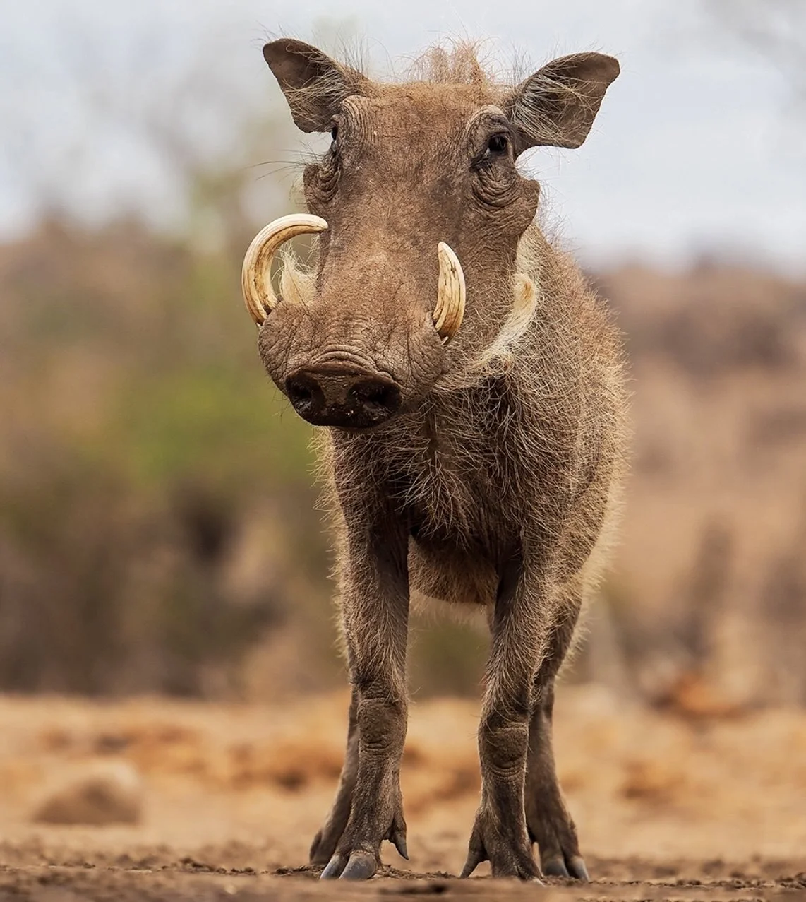Warthog Hunting in Africa: A Comprehensive Guide for Hunters