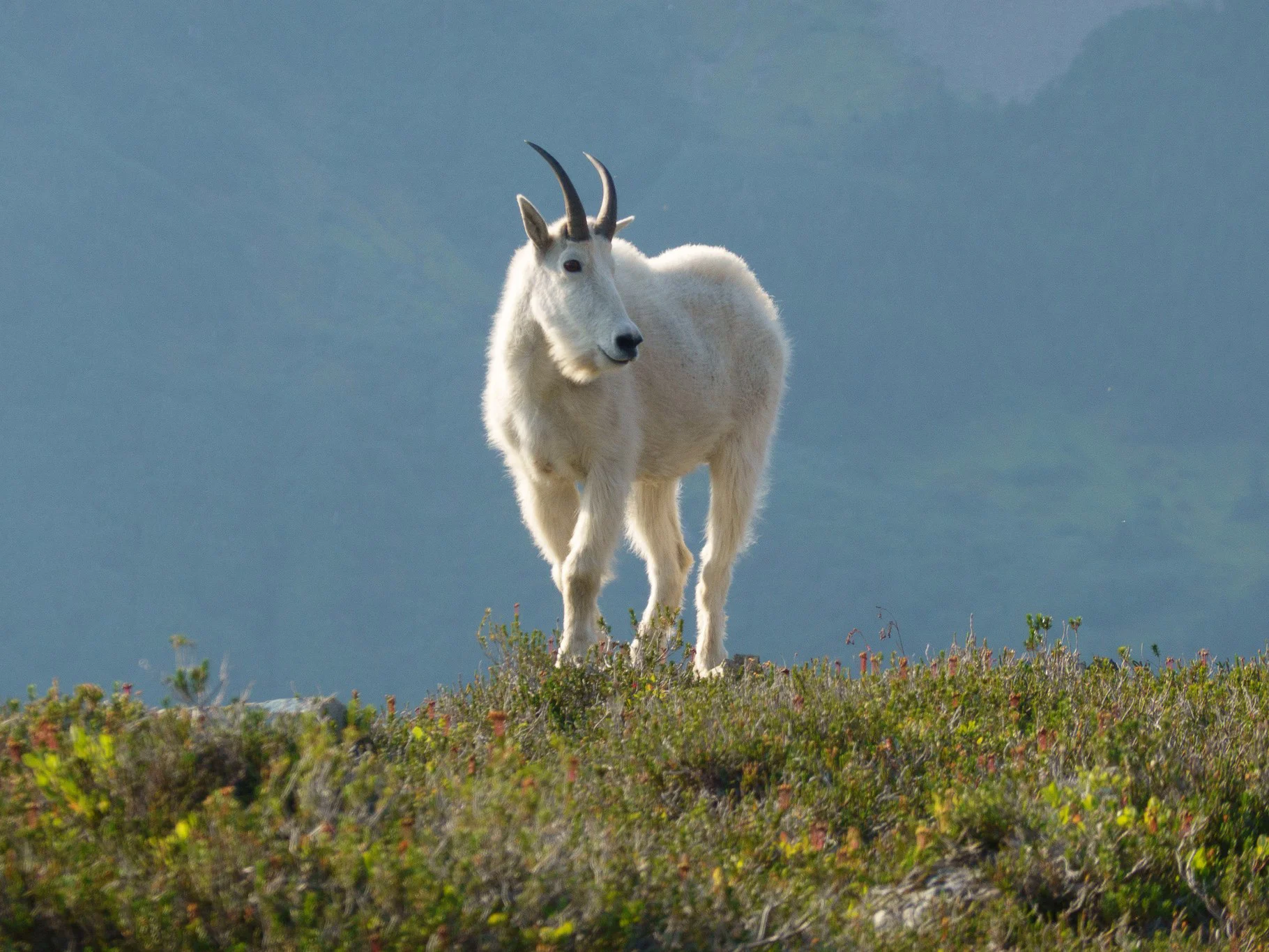 Bergbok (Witbok)