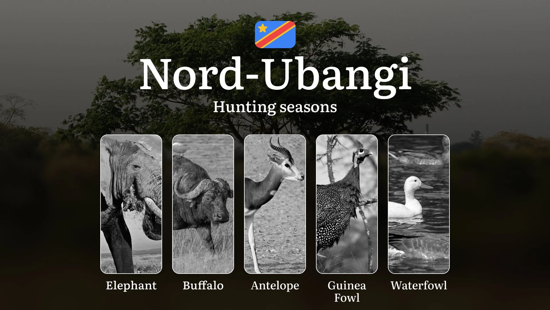 Sud-Kivu, DRC: Official Hunting Dates, Legal Limits, Licensing Standards, Gear Strategies, Tools, and Tactics 