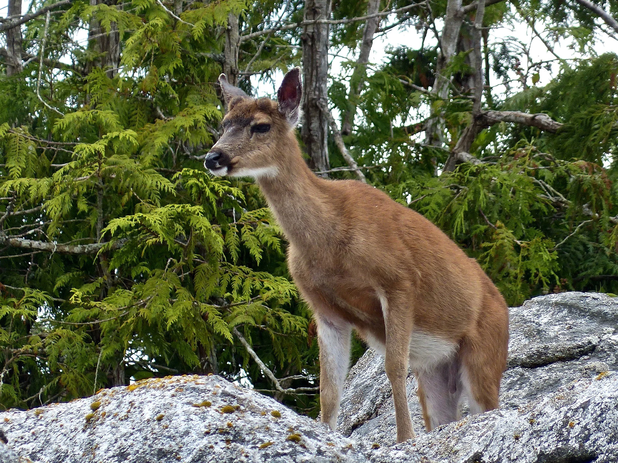 Sitka-witstertree (Sitka-witstertbok)