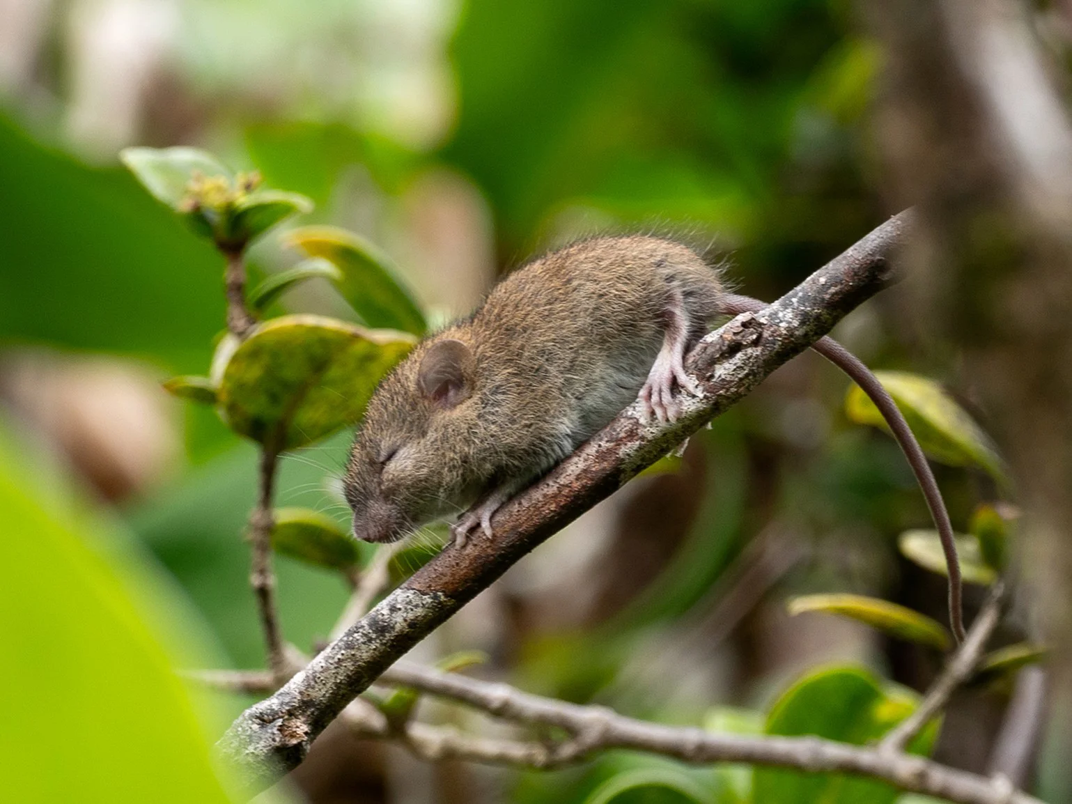 Paddarant (Polinesiese rattus)
