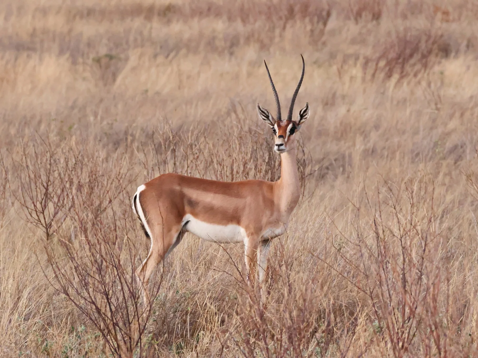 Grantgazelle (Bright se grantgazelle)