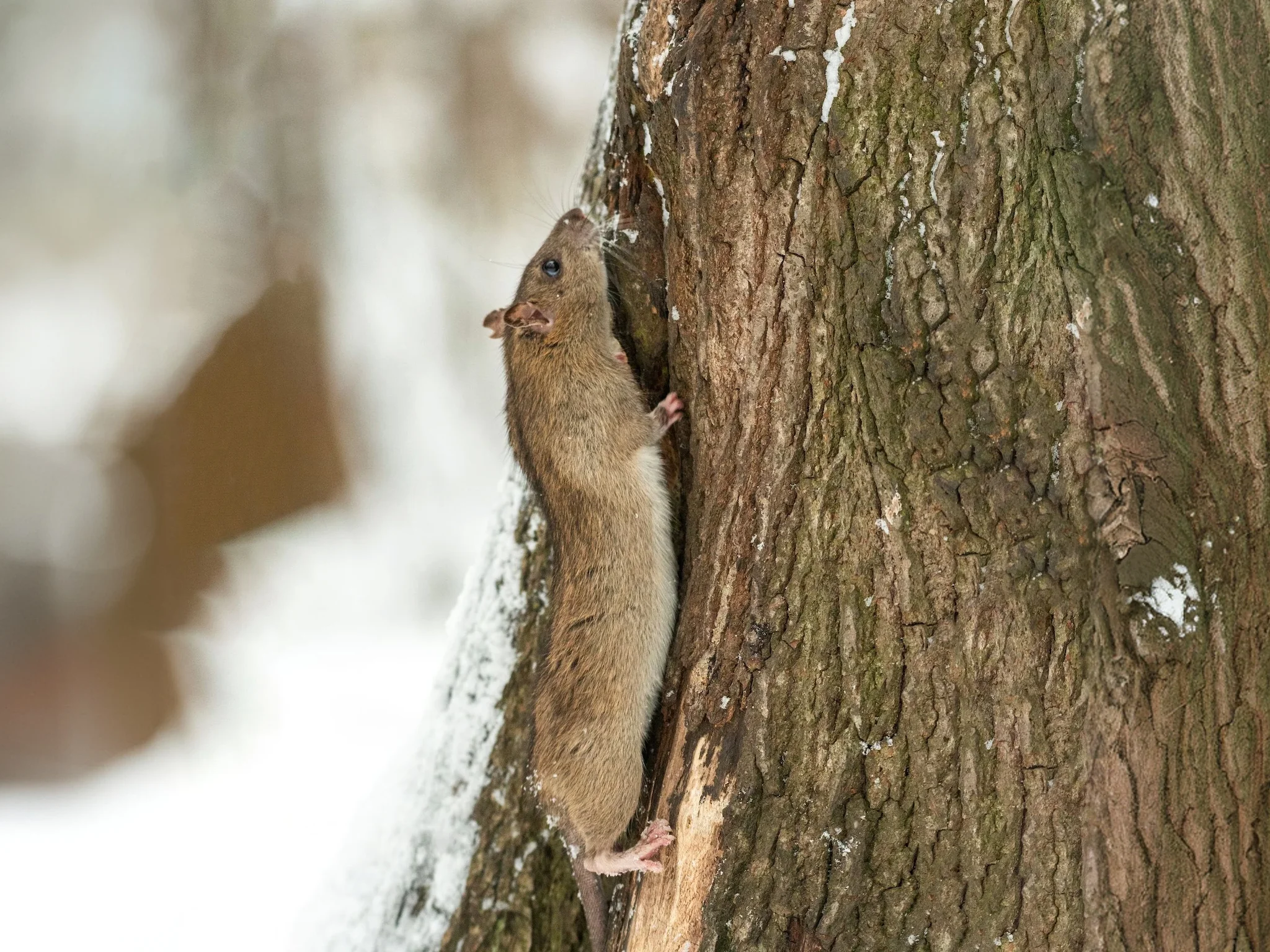 Rotte (Noorse rot)