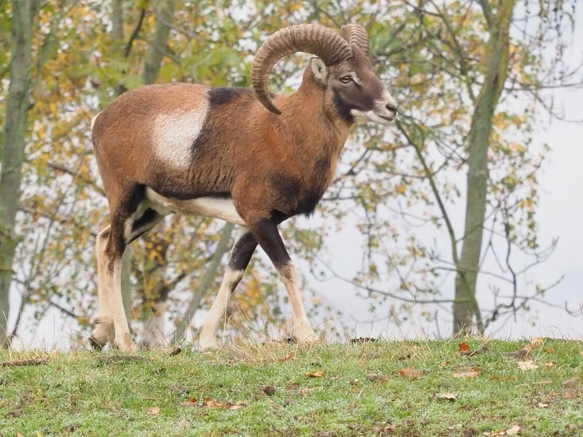 Moesmoes (Europese moesmoes)