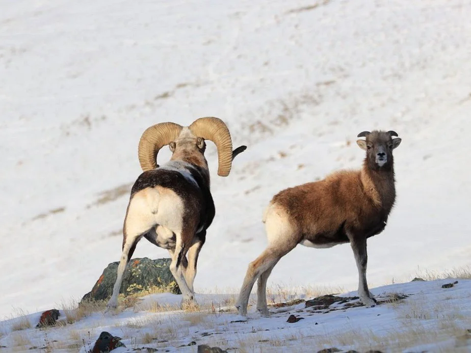 Karelini-argali (Karelin se argali)