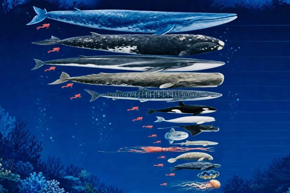 地球上で最も大きな動物たち：海洋の巨獣たち