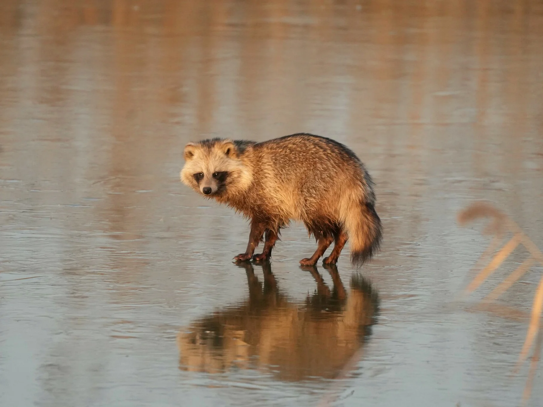 Wasbeerhond (Wasberghond)