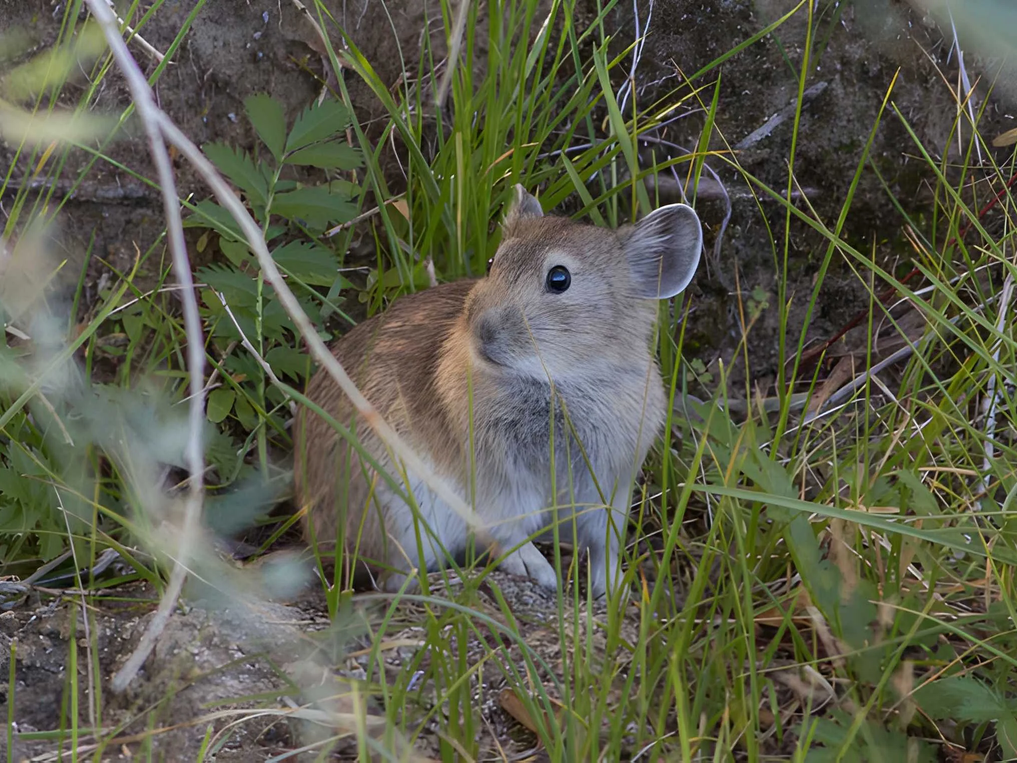 Dauriese pika