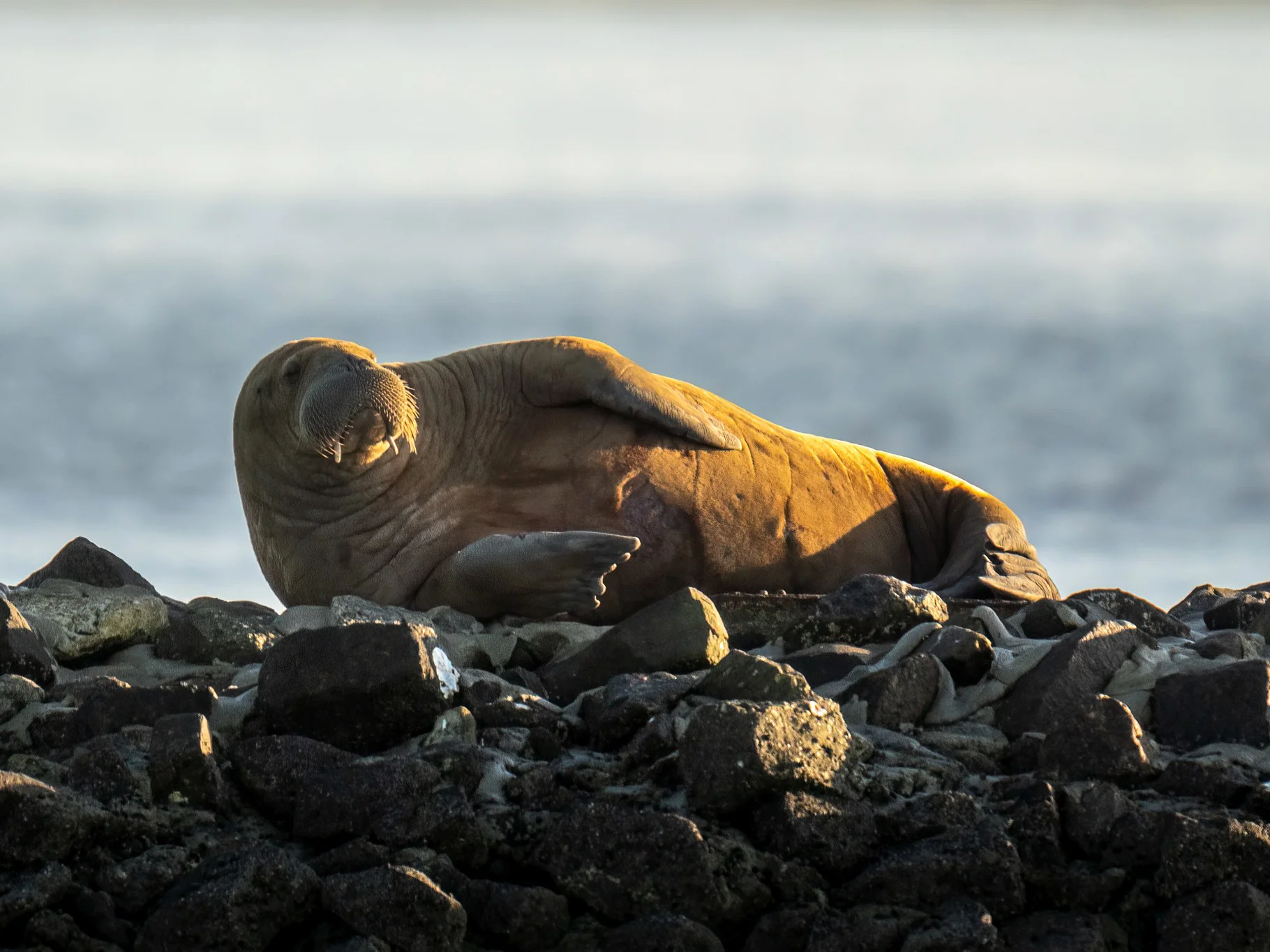 Walrus (Seeolifant)