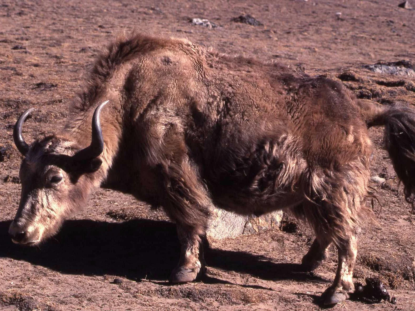 Yak (Grunnende os)