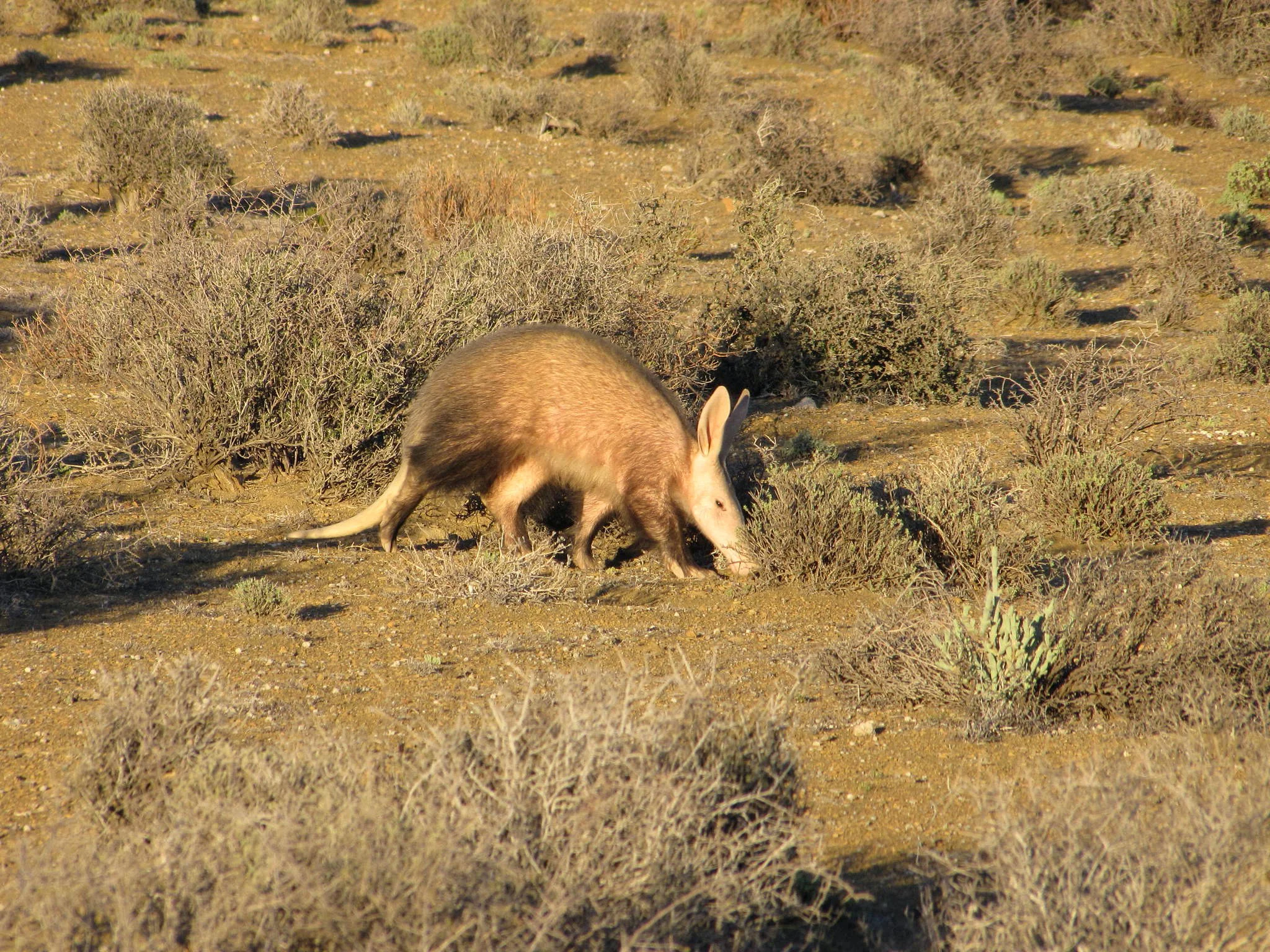 Aardvark (Vervel)