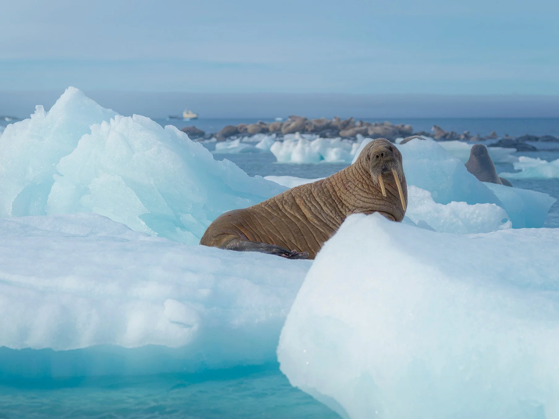 Walrus (Seeolifant)